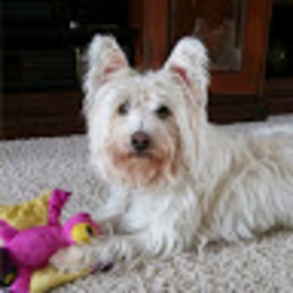 Meet your Posher, Gromit